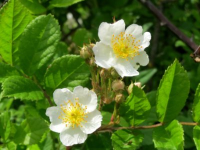 20140509Rosa_multiflora12