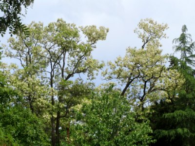 20140511Robinia_pseudoacacia