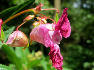 20140626Impatiens_glandulifera1