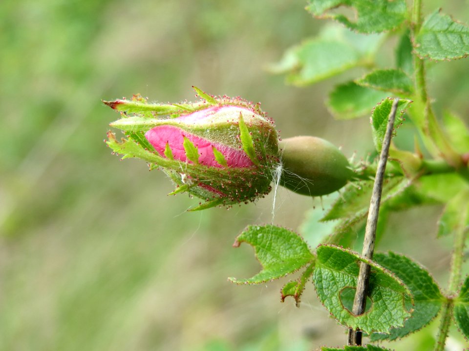 20140515Rosa_rubiginosa1