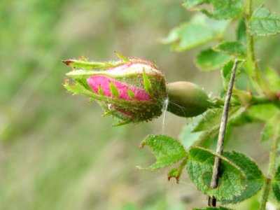 20140515Rosa_rubiginosa1