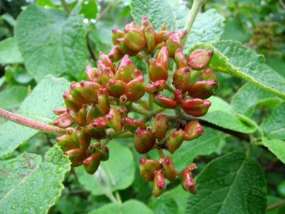 20140511Viburnum_lantana