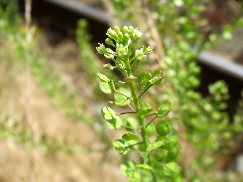 20140624Lepidium_campestre