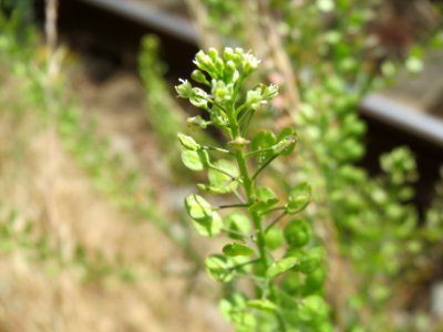 20140624Lepidium_campestre