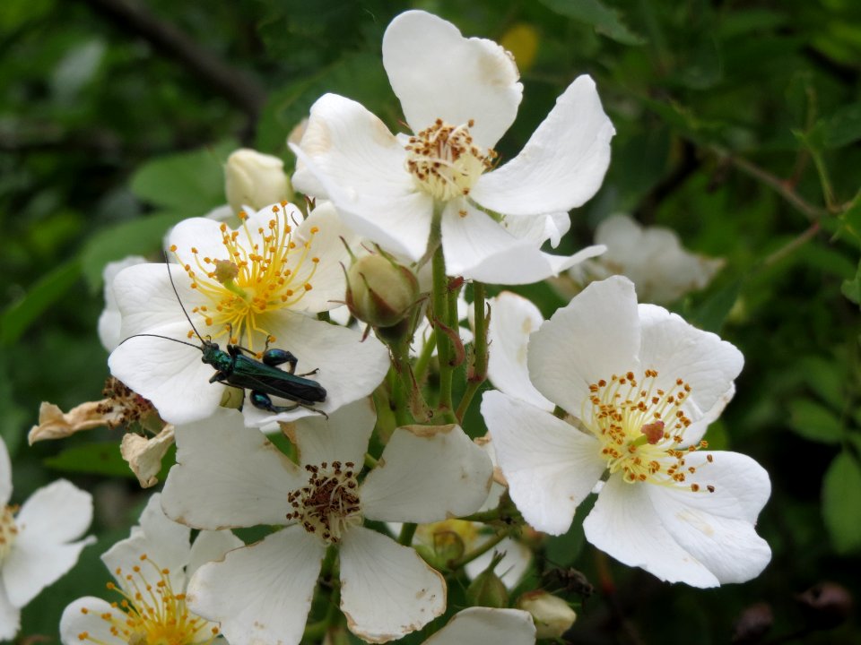 20140515Rosa_multiflora3