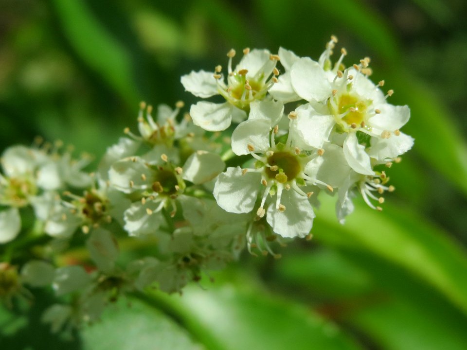 20140511Prunus_serotina3