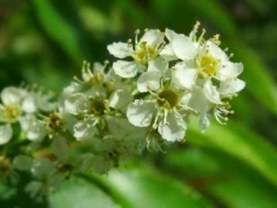 20140511Prunus_serotina3