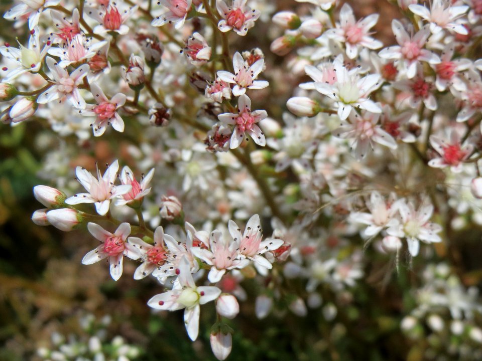20140624Sedum_album1