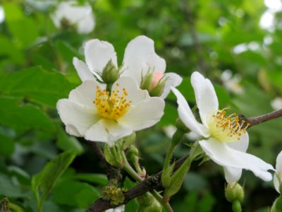 20140515Rosa_multiflora2