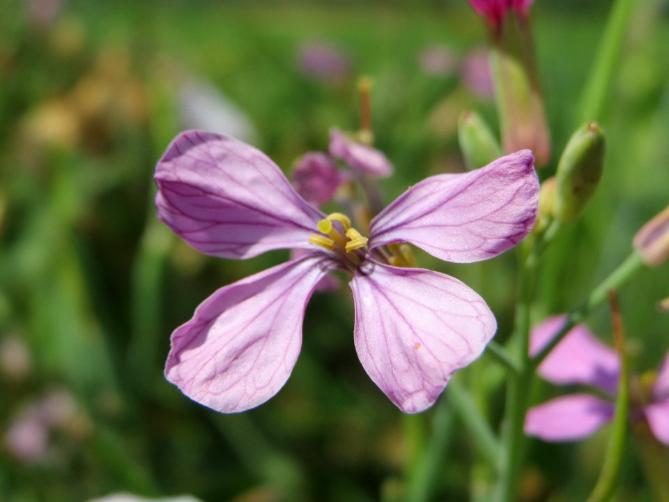 20140626Raphanus_sativus1