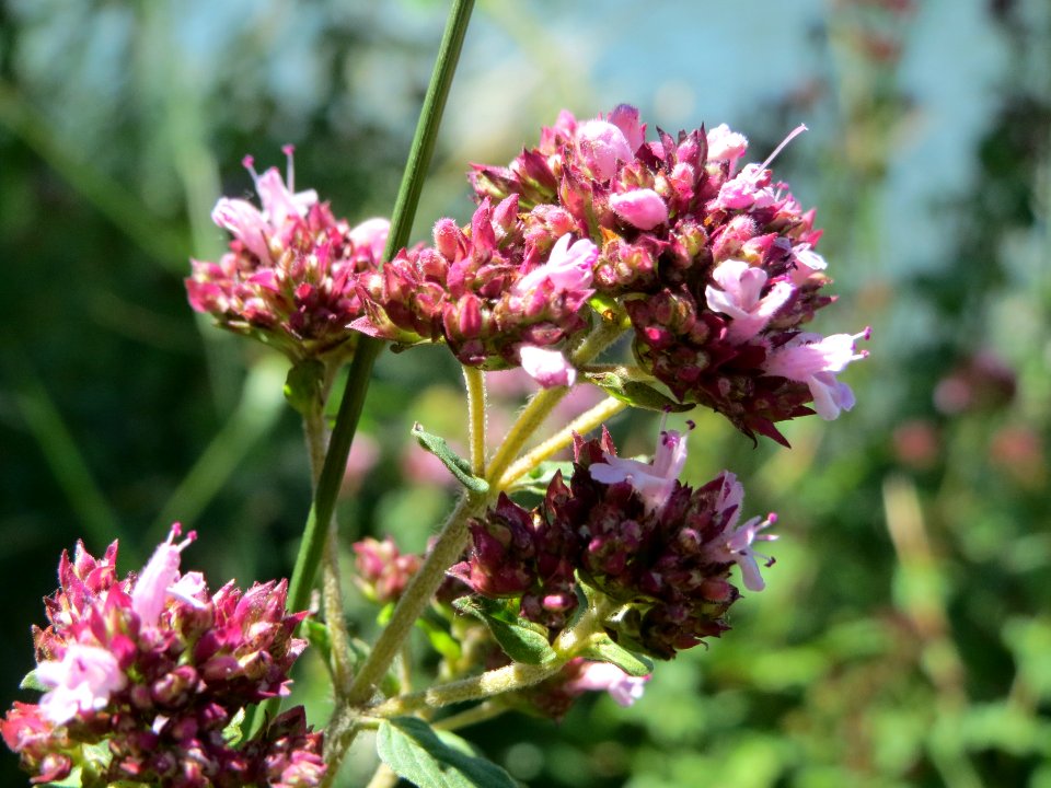 20140624Origanum_vulgare2
