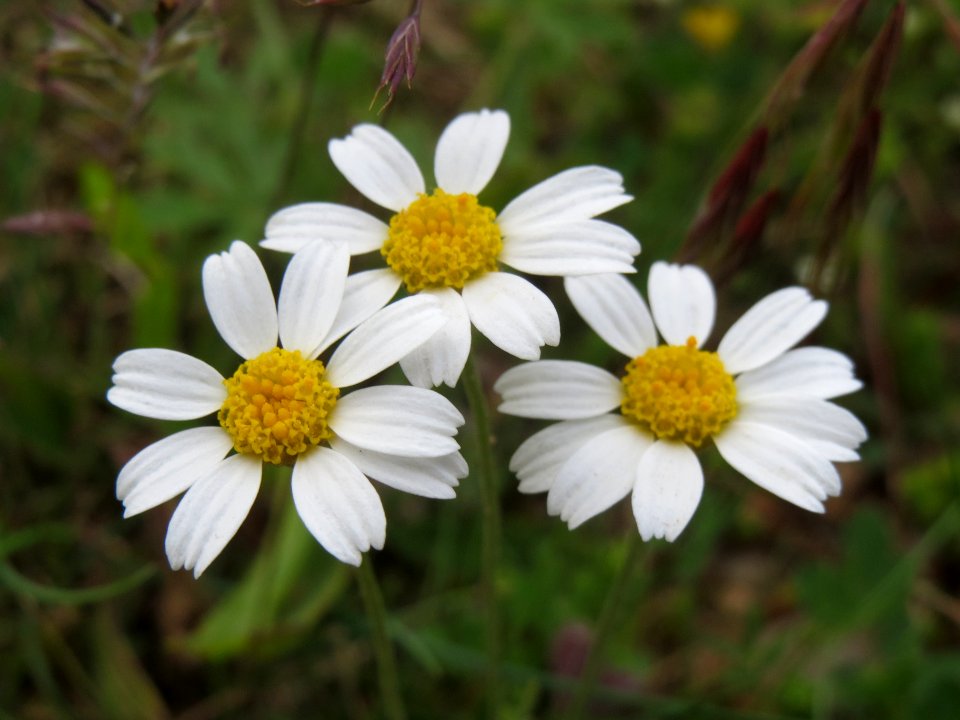 20140512Anthemis_arvensis2