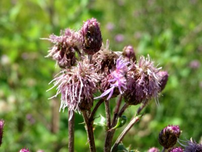20140626Cirsium_arvense
