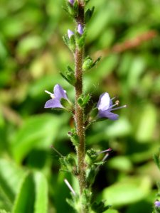 20140511Veronica_officinalis6