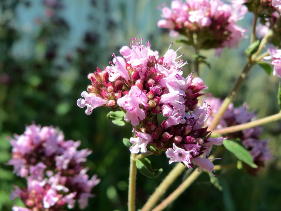 20140624Origanum_vulgare1