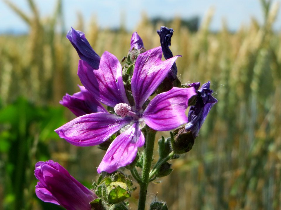 20140626Malva_sylvestris2