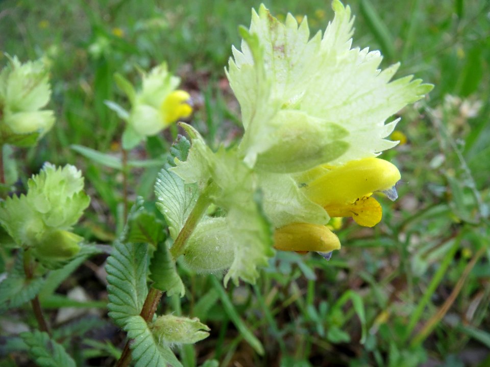 20140511Rhinanthus_alectorolophus