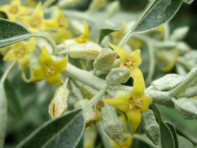 20140515Elaeagnus_angustifolia2