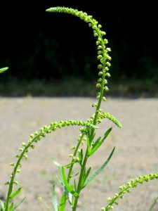 20140622Reseda_luteola3
