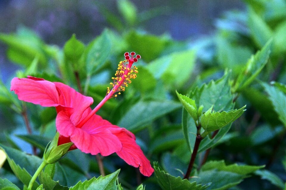 Pistil strip large flower