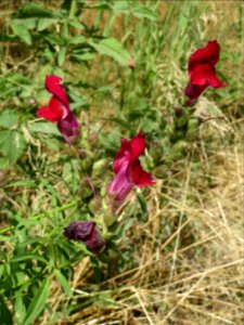 20140627Antirrhinum_majus1