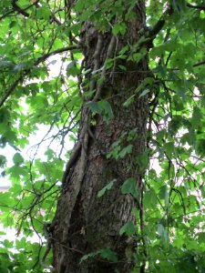 20140627Acer_pseudoplatanus3