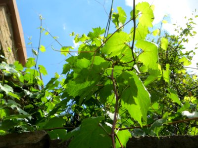 20140627Wein_Speyer1
