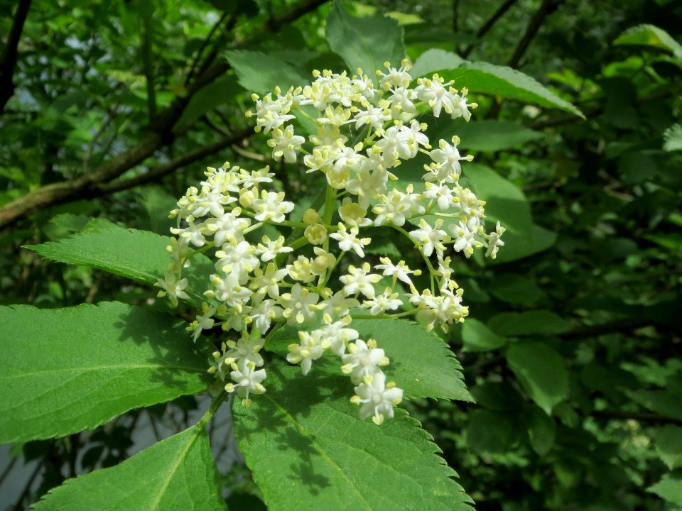 20140508Sambucus_nigra