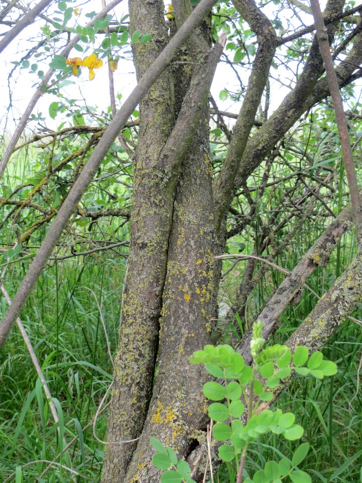 20140515Colutea_arborescens10
