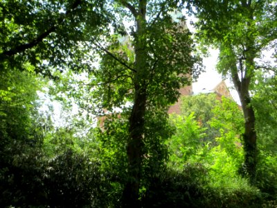 20140627Acer_pseudoplatanus2