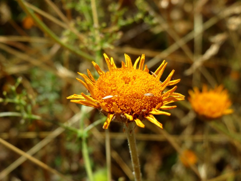 20140626Cota_tinctoria1