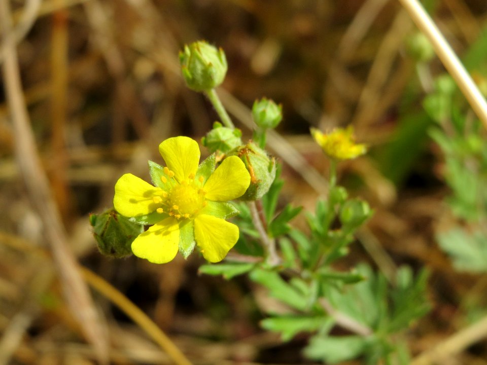 20140629Potentilla_argentea1