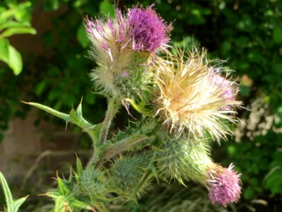 20140624Cirsium_vulgare2