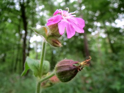 20140511Silene_dioica