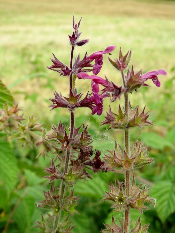 20140627Stachys_palustris