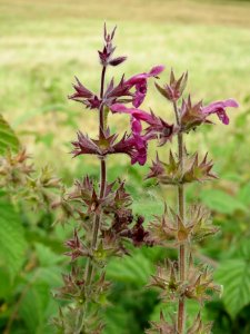 20140627Stachys_palustris
