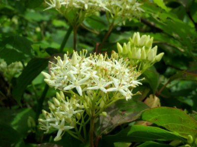 20140509Cornus_sanguinea1