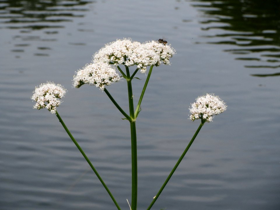 20140623Valeriana_officinalis