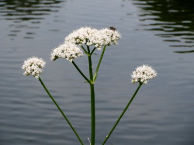 20140623Valeriana_officinalis