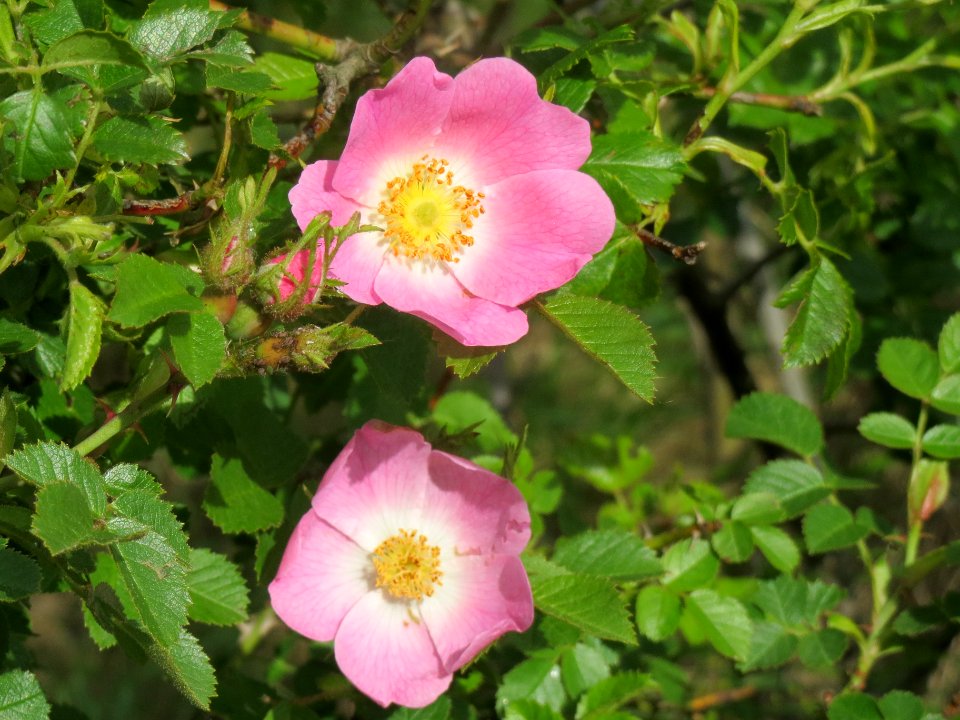 20140515Rosa_rubiginosa5