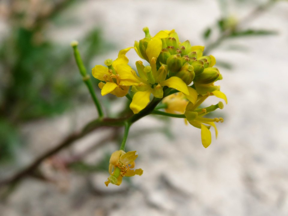 20140627Rorippa_sylvestris2