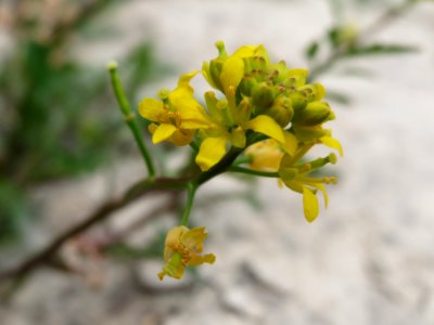 20140627Rorippa_sylvestris2