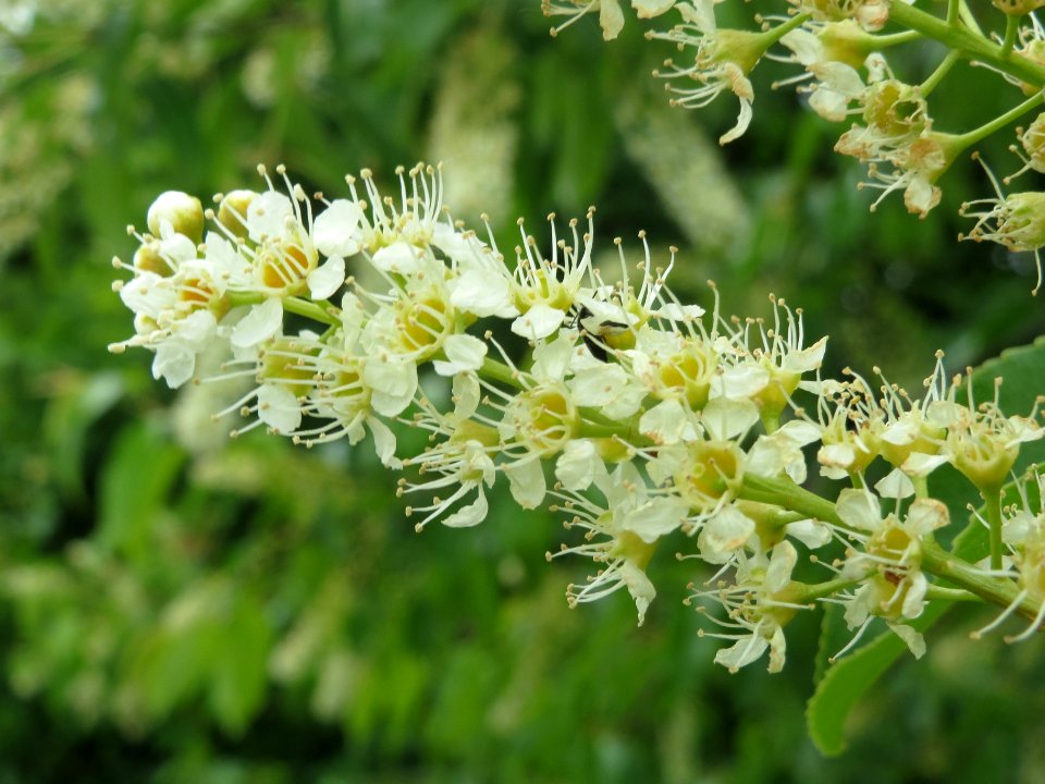 20140509Prunus_serotina1