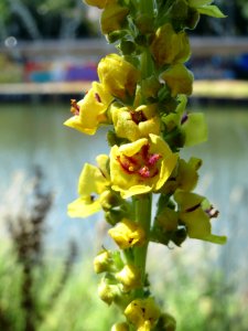 20140624Verbascum_nigrum