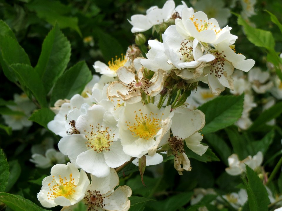 20140515Rosa_multiflora6