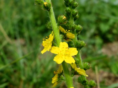 20140629Agrimonia_eupatoria3 photo