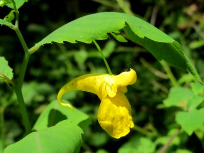 20140622Impatiens_noli-tangere4