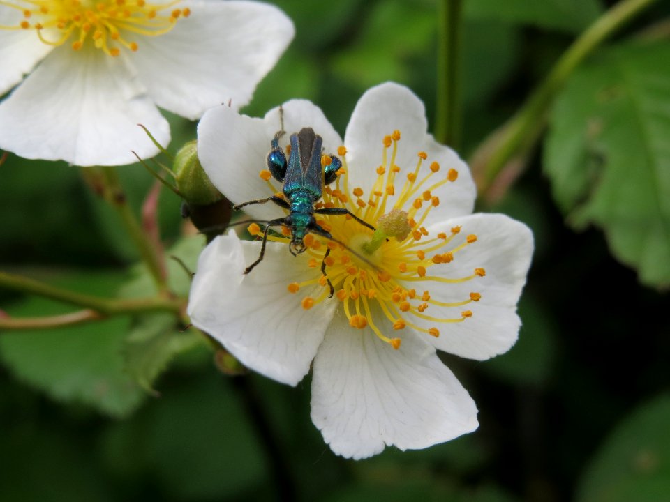 20140515Rosa_multiflora4