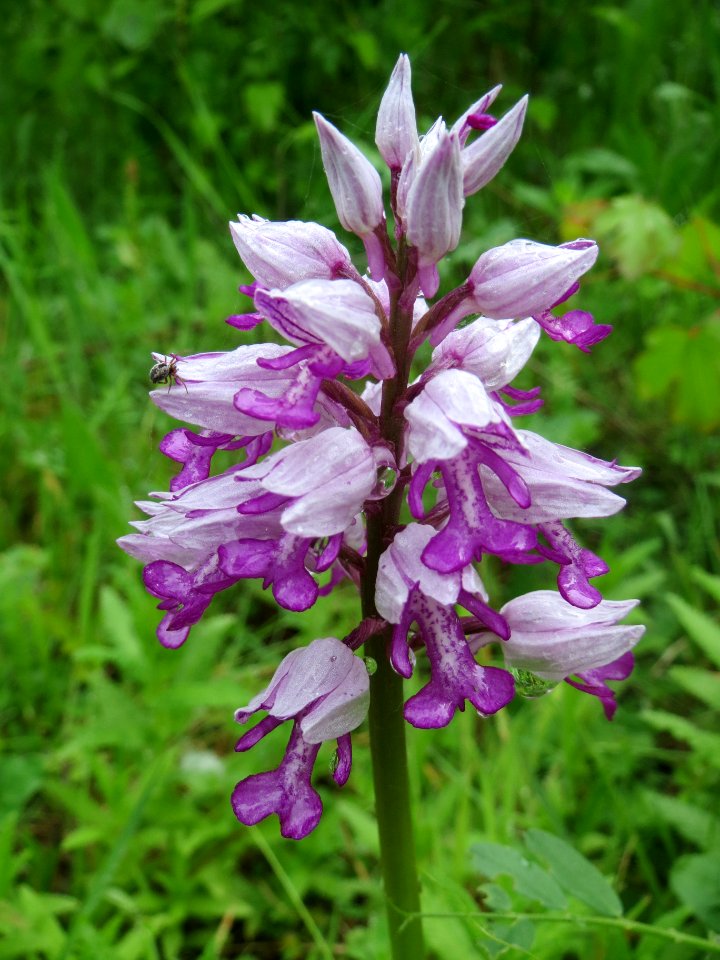 20140507Orchis_militaris2