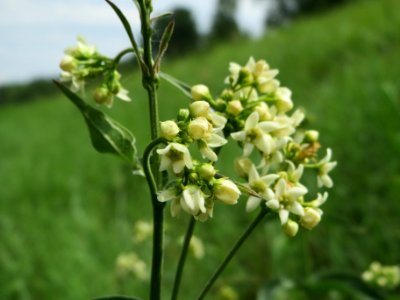 20140627Vincetoxicum_hirundinaria2
